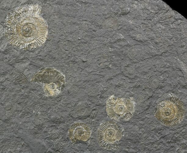 Dactylioceras Ammonite Cluster - Posidonia Shale #52911